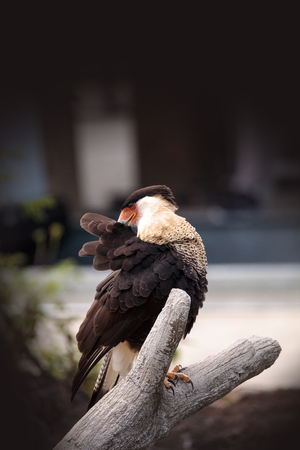 Crested caracara bird Caracara cheriway perched on a branch in Southern Florida.の写真素材