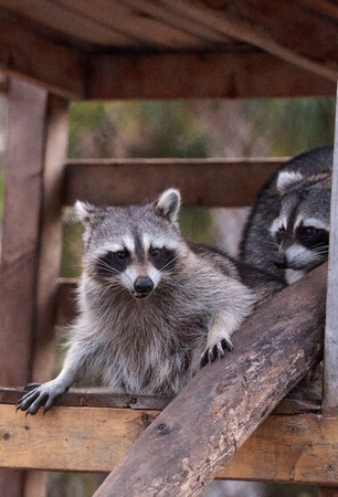 Playing raccoon Procyon lotor pair on a porch in Southern Floridaの写真素材