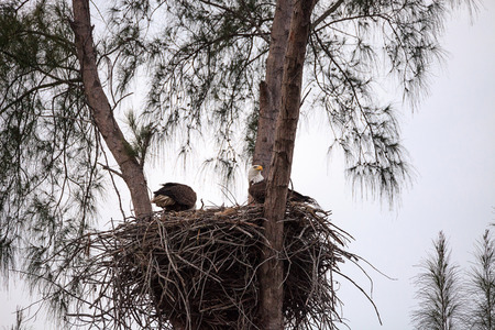 Nesting Adult bald eagle Haliaeetus leucocephalus nests on Marco Island, Florida in the winter.