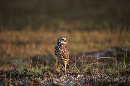 Adult Burrowing owl Athene cunicularia perched outside its burrow on Marco Island, Floridaの写真素材