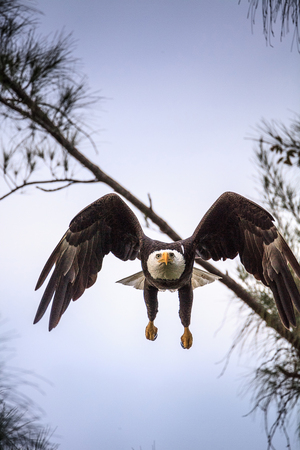 Flying Adult bald eagle Haliaeetus leucocephalus flies near his nest on Marco Island, Florida in the winter.の写真素材