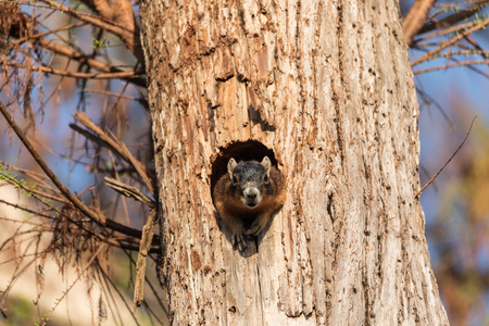Mother Fox squirrel Sciurus niger peers out of its nest made from the hole in a tree in Naples, Florida.の写真素材