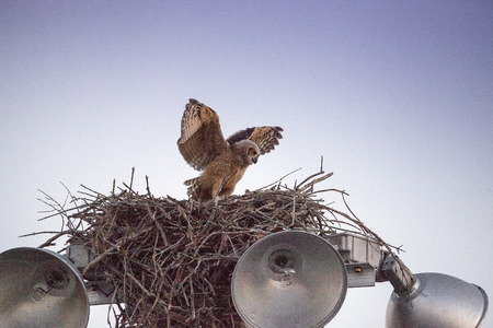 Baby great horned owlet Bubo virginianus practices flying by holding onto something in its nest on top of a light post in Everglades City, Florida, USA and flapping its wings.の写真素材