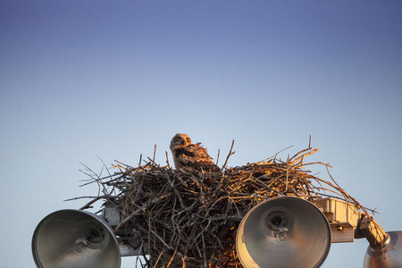 Baby great horned owlet Bubo virginianus perches in its nest on top of a light post in Everglades City, Florida, USA.の写真素材