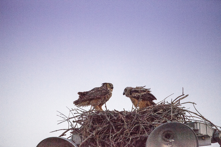 Mother great horned owl Bubo virginianus with an owlet in a nest on top of a light post in Everglades City, Florida, USA.の写真素材
