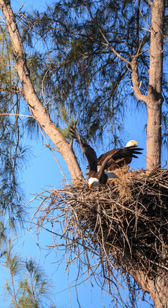 Flying bald eagle Haliaeetus leucocephalus parents with their nest of chicks on Marco Island,...