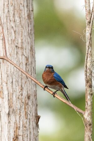 Eastern bluebird Sialia sialis on a pine tree in Naples, Florida.の写真素材