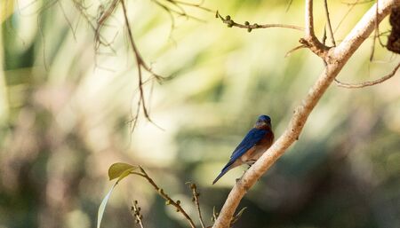 Eastern bluebird Sialia sialis on a palm tree in Naples, Florida.の写真素材