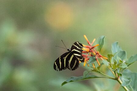 Zebra longwing butterfly, Heliconius charitonius, in a botanical garden in spring