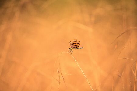 Halloween pennant dragonfly, Celithemis eponina, closeup on blade of grassの写真素材