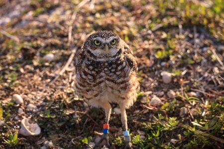 Adult Burrowing owl Athene cunicularia perched outside its burrow on Marco Island, Floridaの写真素材