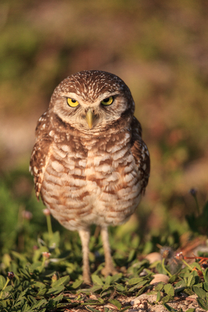 Adult Burrowing owl Athene cunicularia perched outside its burrow on Marco Island, Floridaの写真素材