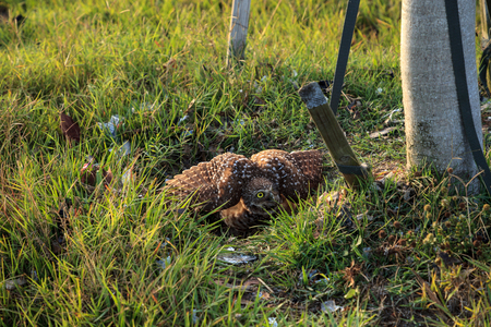 Defensive Adult Burrowing owl Athene cunicularia perched outside its burrow on Marco Island, Floridaの写真素材