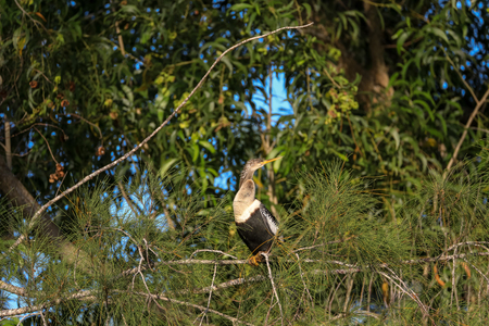 Male Anhinga bird called Anhinga anhinga and snakebird perches near a pond in Naples, Florida