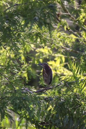 Green heron Butorides virescens perched in a tree over a pond in Naples, Floridaの写真素材
