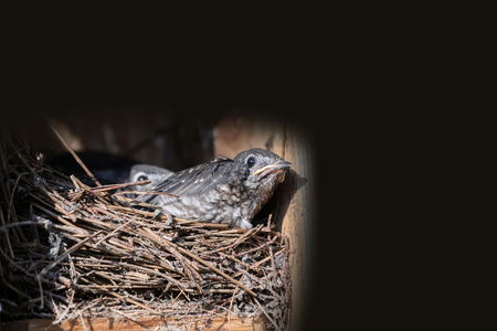 Baby nestling Eastern bluebird Sialia sialis hatchlings in a nest in Naples, Floridaの写真素材