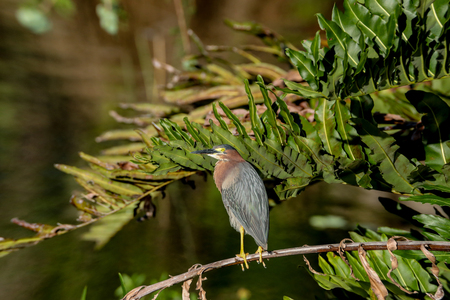 Green heron Butorides virescens perched in a tree over a pond in Naples, Floridaの写真素材