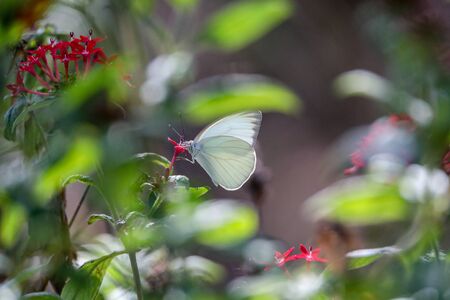 Great Southern White butterfly Ascia monuste perches on a flower in a garden in Naples, Floridaの写真素材