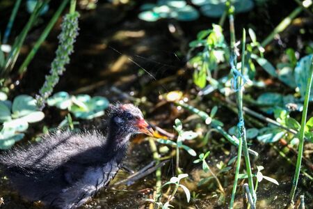 Scruffy Baby common gallinule Gallinula chloropus chick searches for food in a marsh in Naples, Floridaの写真素材