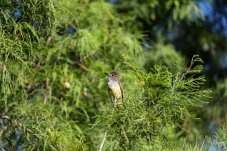 Great crested flycatcher Myiarchus crinitus bird in a tree in Naples, Floridaの写真素材