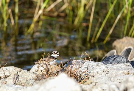 Baby killdeer Charadrius vociferus  chick along the edge of a pond in Naples, Floridaの写真素材