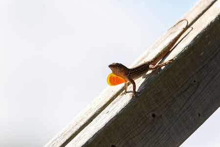 Brown Anole lizard Anolis sagrei with a red orange dewlap displayed on a post of wood in Naples, Florida.の写真素材