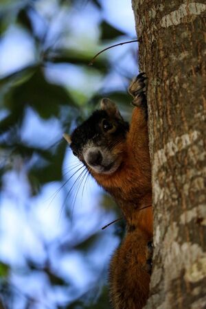 Alert big cypress fox squirrel Sciurus niger avicennia on a tree branch in summer in Naples, Floridaの写真素材