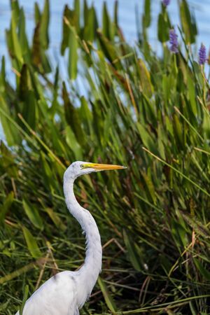Adult Great egret bird Ardea alba perches among grass in a marsh in Naples, Floridaの写真素材