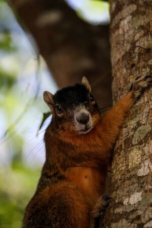Alert big cypress fox squirrel Sciurus niger avicennia on a tree branch in summer in Naples, Floridaの写真素材