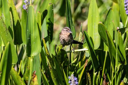 Brown Female red-wing blackbird Agelaius phoeniceus perches on the tall reeds and grass in a pond in Naples, Florida.の写真素材