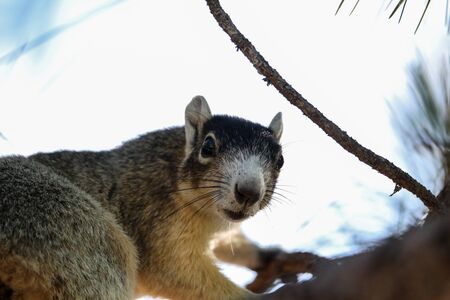 Alert big cypress fox squirrel Sciurus niger avicennia on a tree branch in summer in Naples, Floridaの写真素材
