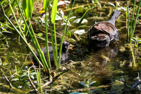 Scruffy Baby common gallinule Gallinula chloropus chick searches for food in a marsh in Naples, Floridaの写真素材
