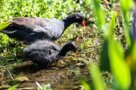 Scruffy Baby common gallinule Gallinula chloropus chick searches for food in a marsh in Naples, Floridaの写真素材