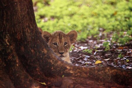 Baby African lion cub Panthera leo nursing from its mother lioness.の写真素材