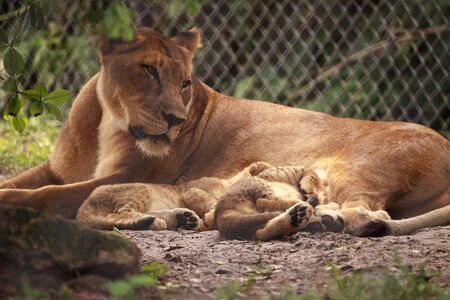 Nursing female African lioness Panthera leo feeding her young cubs in the shade.の写真素材