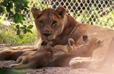 Nursing female African lioness Panthera leo feeding her young cubs in the shade.の写真素材