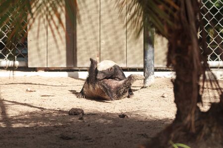 Funny spread legged Honey badger Mellivora capensis is known for being tough and tenacious.の写真素材