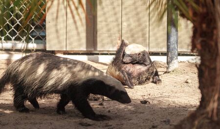 Funny spread legged Honey badger Mellivora capensis is known for being tough and tenacious.