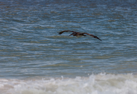 Low-flying brown pelican Pelecanus occidentalis over the ocean at Naples Beach in Naples, Florida.のeditorial素材