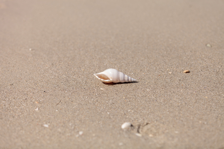 White Tibia  shell Tibia fusus on the sand on the beach.のeditorial素材
