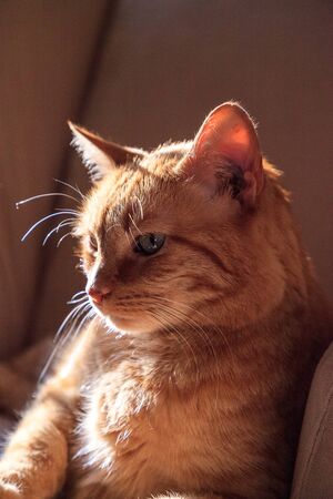 Orange domestic cat relaxes in the sun on a chair in winter.