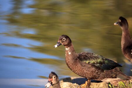 Juvenile Muscovy duck Cairina moschata flock perches next to a pond in Naples, Florida.の写真素材
