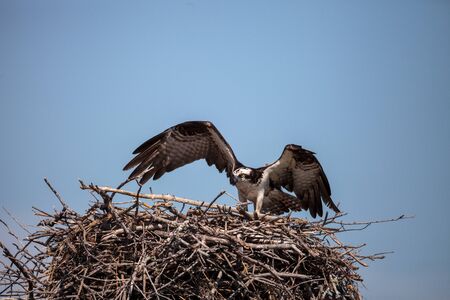 Female osprey Pandion haliaetus perches on a nest in Marco Island, Florida
