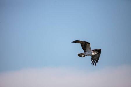 Flying osprey Pandion haliaetus on Marco Island, Florida