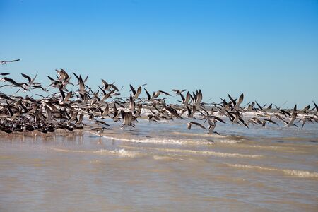 Flying black skimmer terns Rynchops niger over the water of Clam Pass in Naples, Florida.