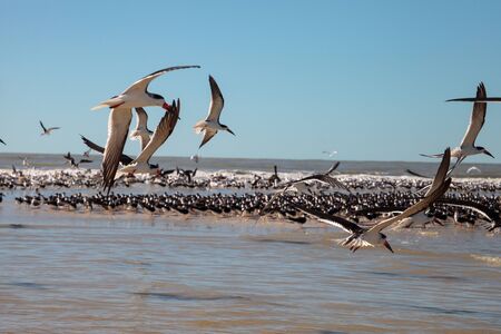 Flying black skimmer terns Rynchops niger over the water of Clam Pass in Naples, Florida.の写真素材