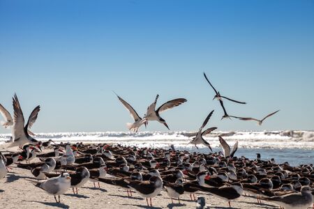 Flying black skimmer terns Rynchops niger over the water of Clam Pass in Naples, Florida.