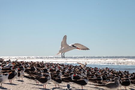 Flying royal tern Thalasseus maximus on the white sands of Clam Pass in Naples, Florida.