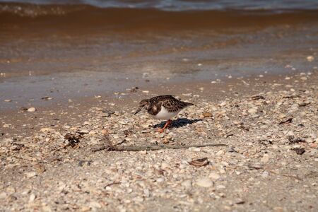 Foraging Ruddy turnstone wading bird Arenaria interpres along the shoreline of Clam Pass in Naples, Florida.の写真素材
