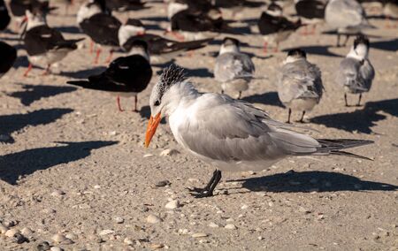 Nesting royal tern Thalasseus maximus on the white sands of Clam Pass in Naples, Florida.
